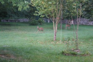 IMG_0025