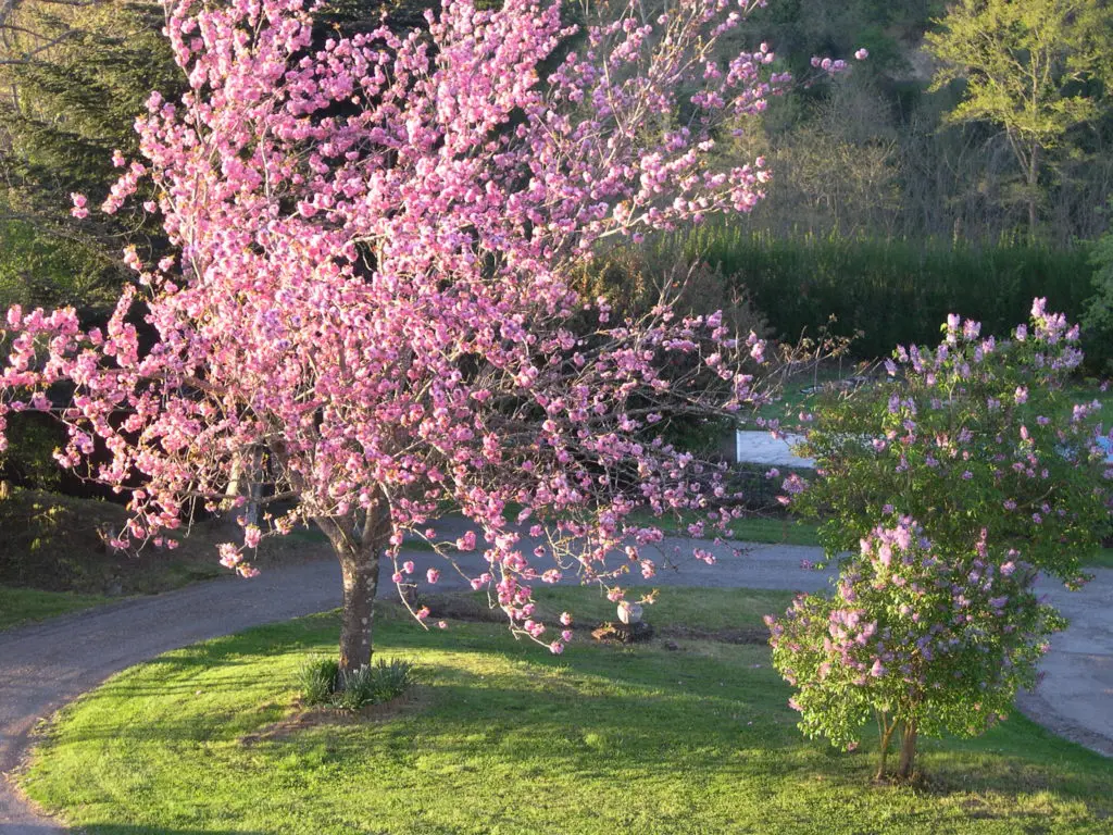 fleur-gite-ariege